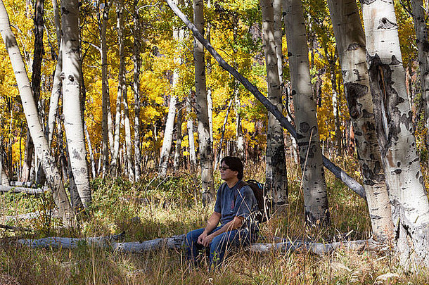 亚洲男人。坐着日志享受美丽的格罗夫阿斯彭树黄色的叶子秋天科罗拉多州