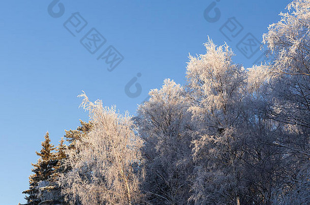 白霜树和蓝天