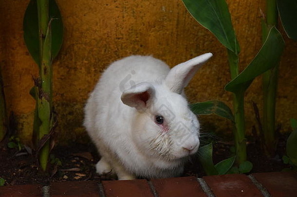 躲在花园里的家养白兔，危地马拉