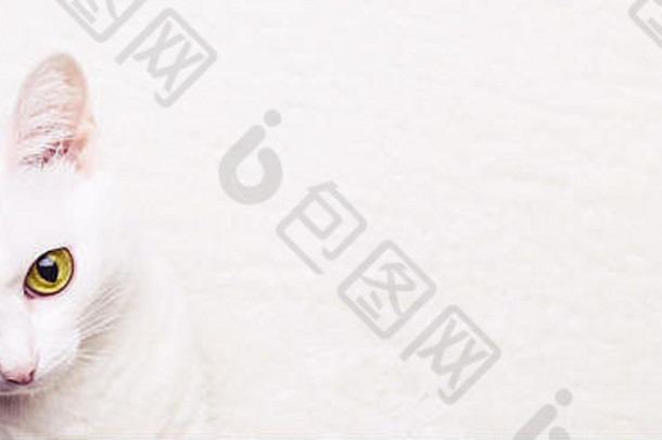 白色成人猫黄色的眼睛白色软地毯横幅格式