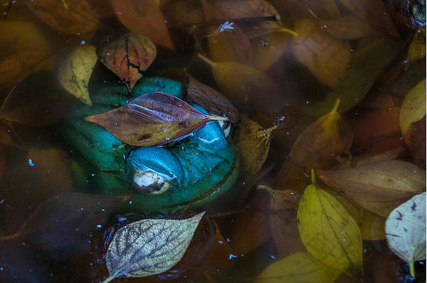 一只绿色陶瓷青蛙被隔离在一个池塘里，池塘里有水和落叶，图像中有景观格式的空间