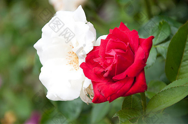 花园里的白玫瑰和红玫瑰