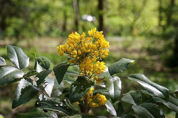 在柏林的一个公园里，一个阳光明媚的春日里，黄花盛开的俄勒冈州葡萄——十大功劳。这是一种常绿灌木，属于小檗科。