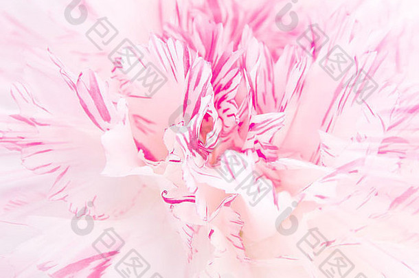 粉色康乃馨花特写背景