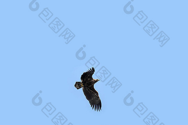 2010年9月，苏格兰黑岛，飞行中的金鹰