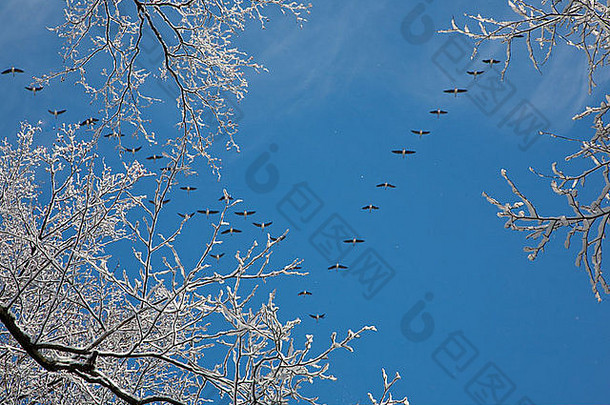 雪包装年龄分支群鹅飞行背景蓝调天空