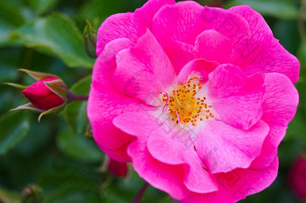 粉红色玫瑰的宏观照片，黄色花粉完全开花