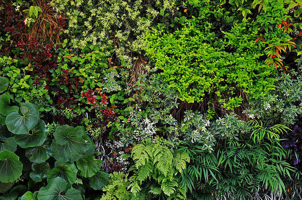 <strong>照片墙</strong>表面绿化结构彩色的植物背景材料