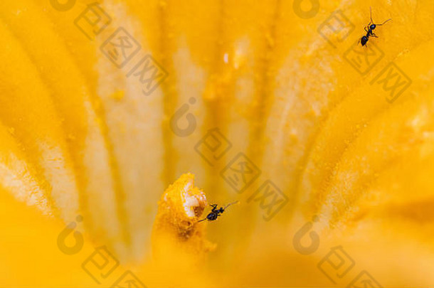 黄色南瓜花中寻找食物的蚂蚁特写镜头