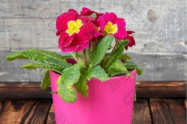 木制背景上，有覆盆子报春花的热粉色陶瓷花盆。