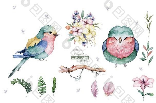 美丽的异国情调花卉插画，粉红色鸟，热带树叶。在白色背景上隔离的手绘水彩画