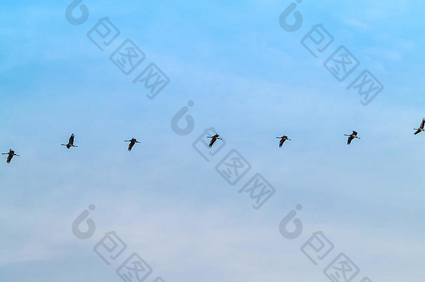 一群普通的鹤在多云的天空中飞翔