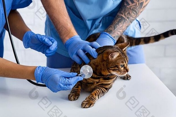 猫心脏病学。兽医和护士在动物医院听病人的心跳，特写