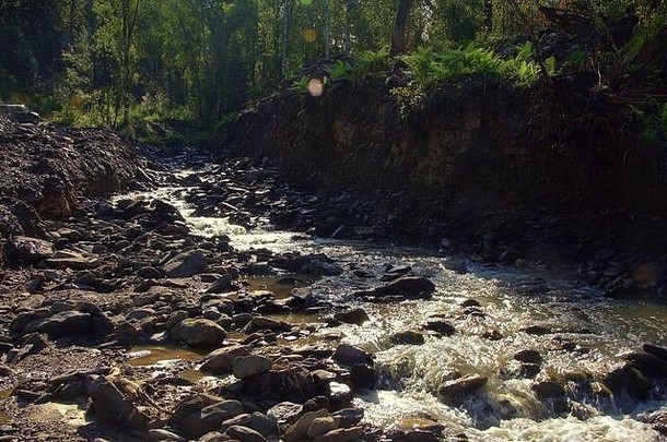 清晨森林中流过峡谷的暴风雨小河。阿尔泰，西伯利亚，俄罗斯。