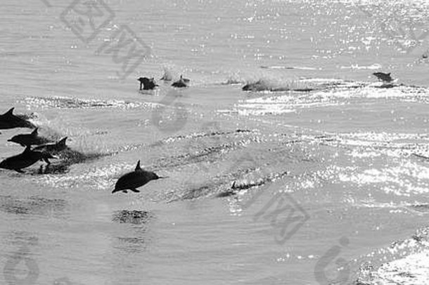 海豚在加利福尼亚游泳和潜水
