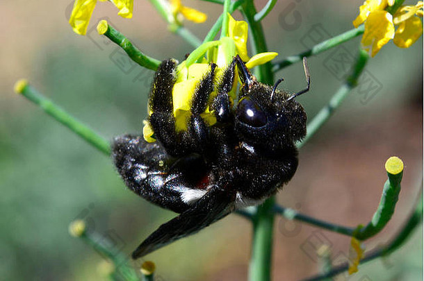 黑色的白色卡彭特蜜蜂xylocopa大黑色的眼睛图片外星人活跃的传粉者重要的生态