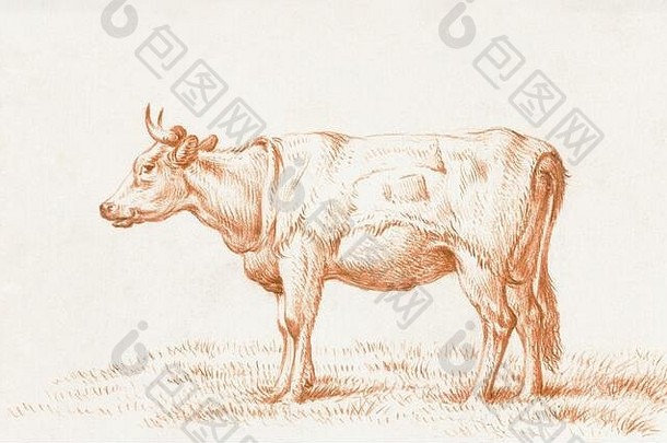 国内牛牛引导古董手画插图有关农业挤奶乳制品国内生活方式