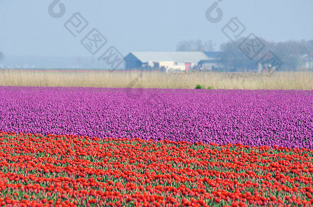 荷兰，背景为谷仓的郁金香地中的红色和紫色郁金香