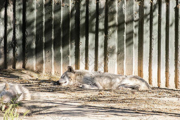成年睡着的北极狼
