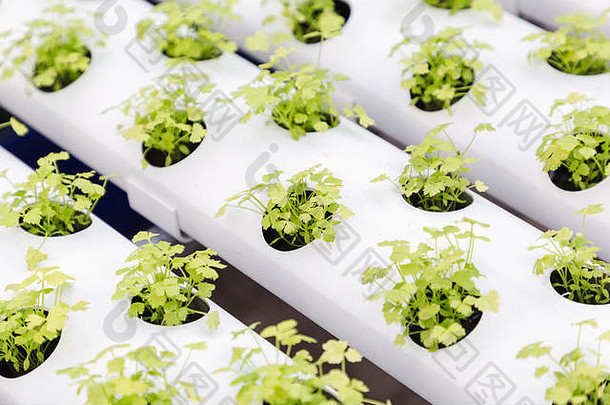 水培法温室有机绿色蔬菜沙拉水培法农场健康食物农业概念设计