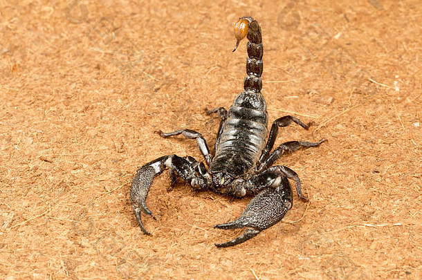 穴居蝎子异质udanti老虎储备恰蒂斯加尔邦大蝎子巨大的钳子