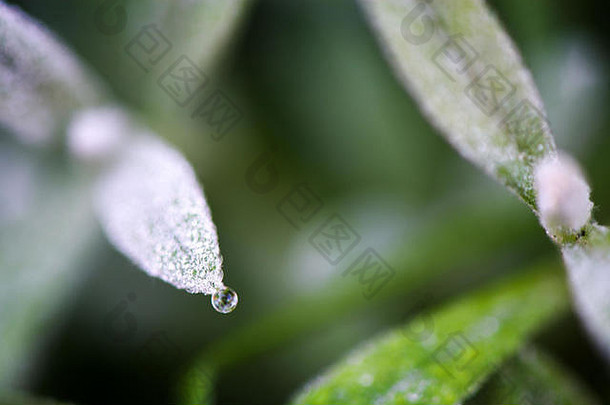 宏拍摄脆弱的绿色植物雨滴早期早....概念改变季节自然觉醒