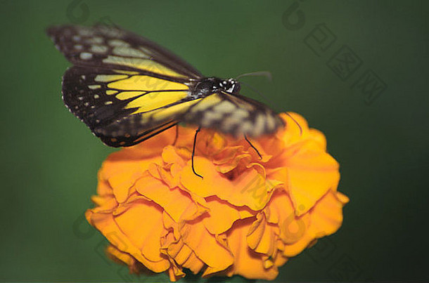 特写镜头蝴蝶坐着异国情调的花卡梅隆高地马来西亚