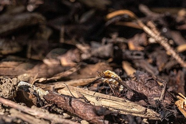 蜂蝇幼虫以地栖蜜蜂幼虫为食，在巢口附近产卵
