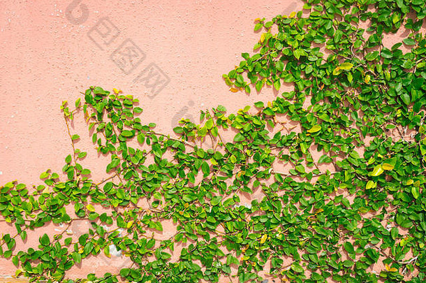 粉红色墙壁背景上的绿色克莱姆柏树