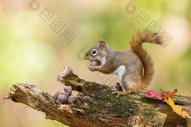 可爱的美国红色的松鼠秋天金光塔米亚斯丘鲁斯哈德森尼库斯吃坚果