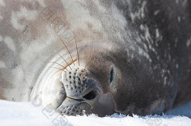 睡在南极半岛的威德尔海豹