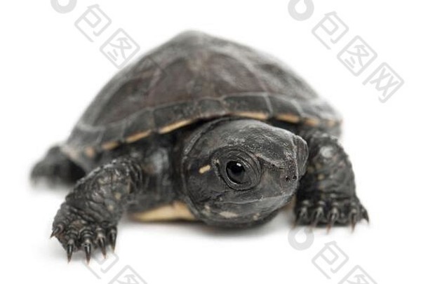 欧洲池塘乌龟被称为欧洲池塘水龟emys轮匝肌个月肖像白色背景