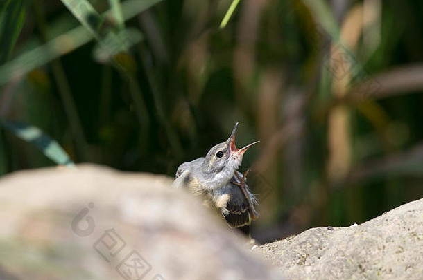 英国灰摇尾幼鸟（Mottacilla cinerea）的特写镜头，它被隔离在水旁的岩石上，在户外呼唤它的父母。