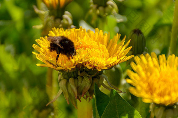 草地上盛开的蒲公英，大黄蜂采集花蜜。