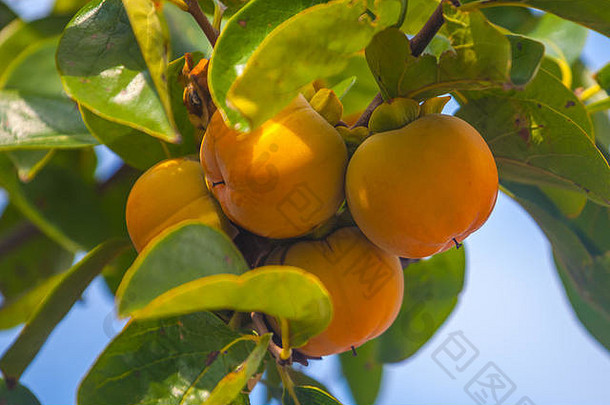 成熟的橙色<strong>柿子</strong>放在<strong>柿子</strong>树上，结出果实。