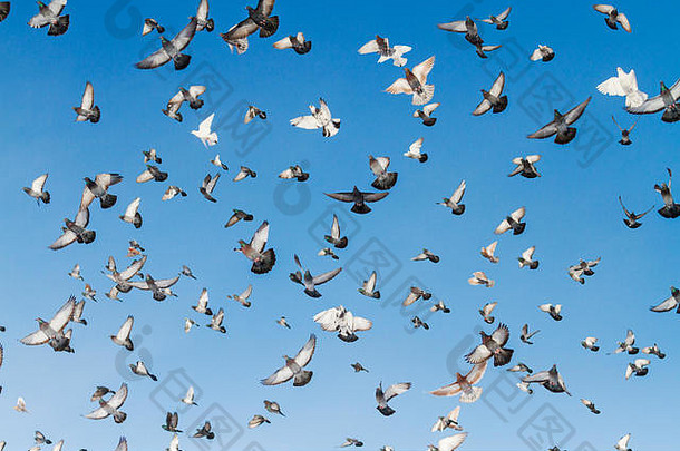 展翅翱翔蓝天的鸽子