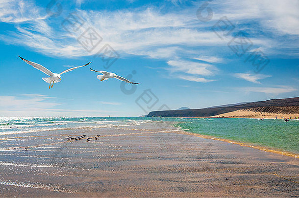 西班牙加那利群岛富尔特文图拉科斯塔卡尔马海岸边的海鸥。关注海鸥。