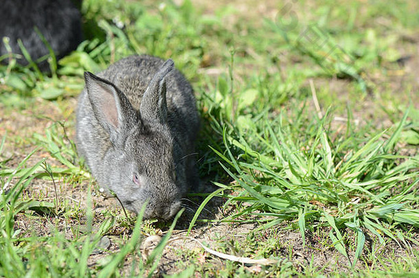 可爱的灰色的婴儿兔子草关闭