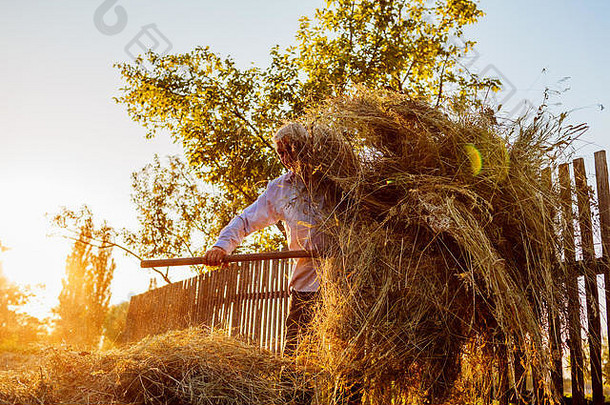 在乡下，快乐的农夫在日落时用干草叉收集干草。农业和农业概念