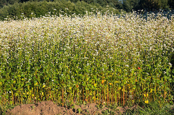 一边视图场荞麦fagopyrumesculentum函数氮肥料土壤下午阳光