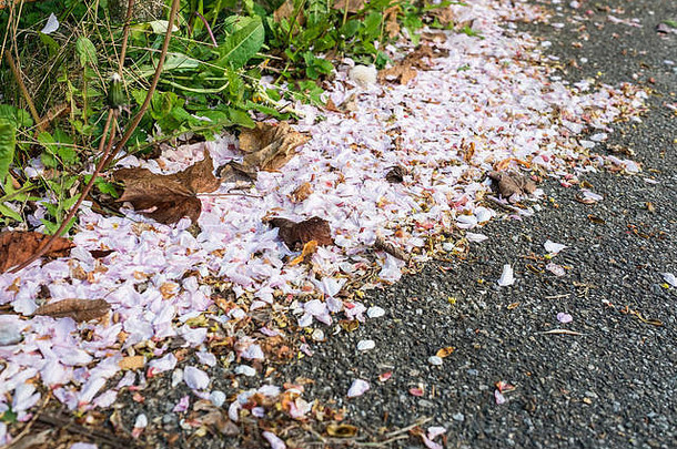 梅树花粉和粉红色花瓣引起的花粉热