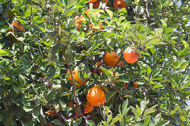 橙色树柑橘类中国