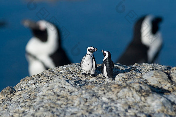微型玩具小企鹅，前景，在博尔德海滩西蒙镇与南非企鹅背景交融