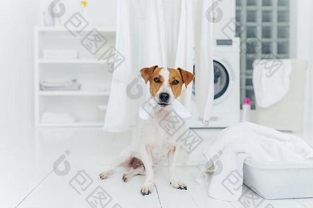 白色和棕色的狗咬伤了挂在干衣机上的洗过的亚麻布，坐在洗衣房地板上，靠近装满毛巾的洗手盆。回家洗衣服。