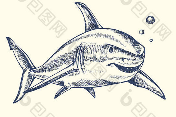 在水中游泳的手绘有牙齿的鲨鱼