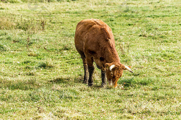 一头棕色的母牛在绿色的草地上吃草。奶牛场的牧场。足发育。波兰