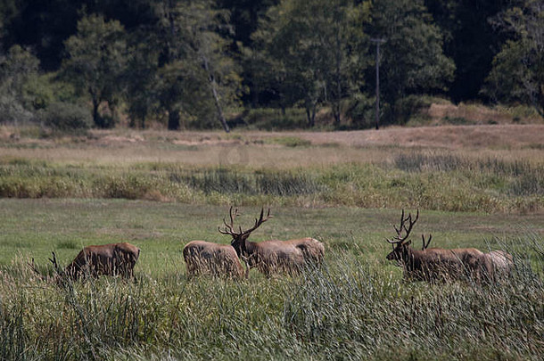 俄勒冈州里德斯波特附近的迪安溪麋鹿观赏区，一群麋鹿在田野里休息
