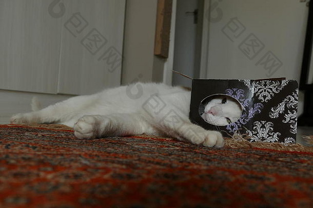 躺在红地毯上的小<strong>纸巾盒</strong>里的白猫