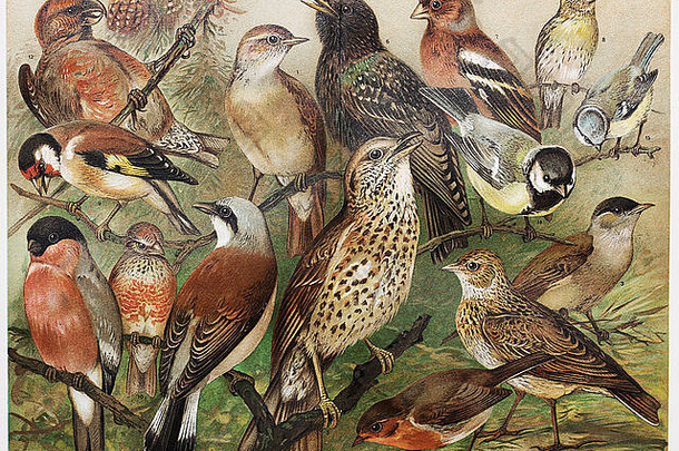 19世纪晚期欧洲笼鸟的复古绘画