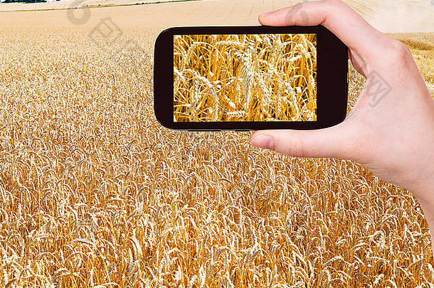 旅游理念-游客在库班的移动设备上拍摄成熟麦田的麦穗